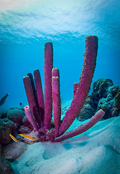 Unterwasser von Curaçao